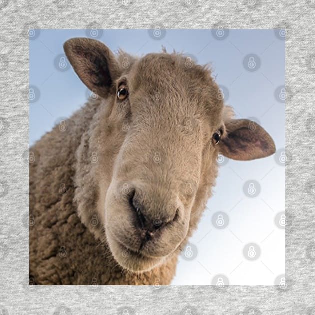 Funny Sheep Lover Design Are You Looking At Me? Funny Sarcasm Farmhouse Decor & Gifts by tamdevo1